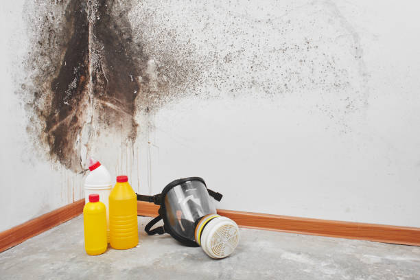Mold Removal Process in Wilkinson Heights, SC