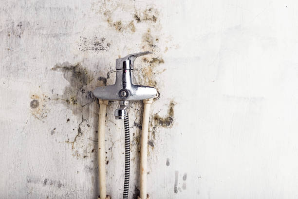 Best Toxic Mold Removal  in Wilkinson Heights, SC