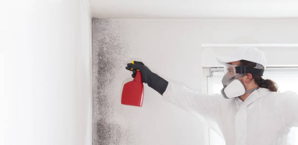 Mold Removal Process in Wilkinson Heights, SC