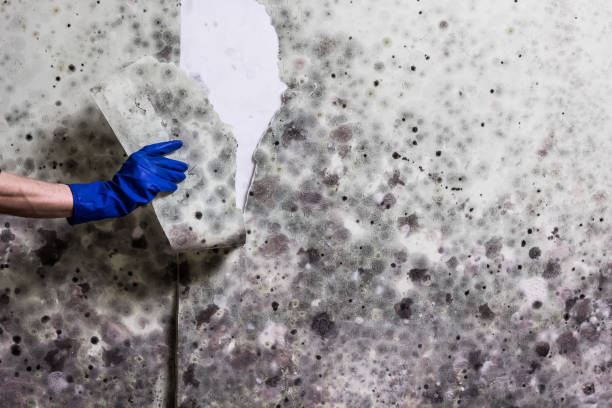 Best Certified Mold Removal  in Wilkinson Heights, SC